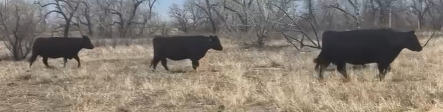 25 head of 3-6 yr old bred cows! BC505C5